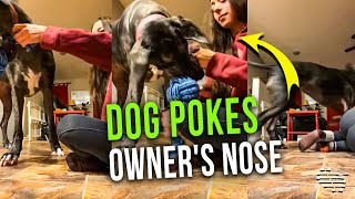 Dog Unintentionally Knocks Owner in the Nose With Her Ear