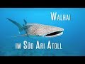 Walhai, Schildkröte und Meer - Tauchen im Süd Ari Atoll  | Tauch-Vlog #25 | #abgetaucht