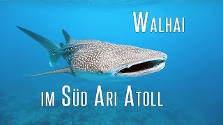 Walhai, Schildkröte und Meer  Tauchen im Süd Ari Atoll  | TauchVlog #25 | #abgetaucht