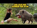 Cara Menyelamatkan Diri Dari Serangan Babi Hutan #Survival