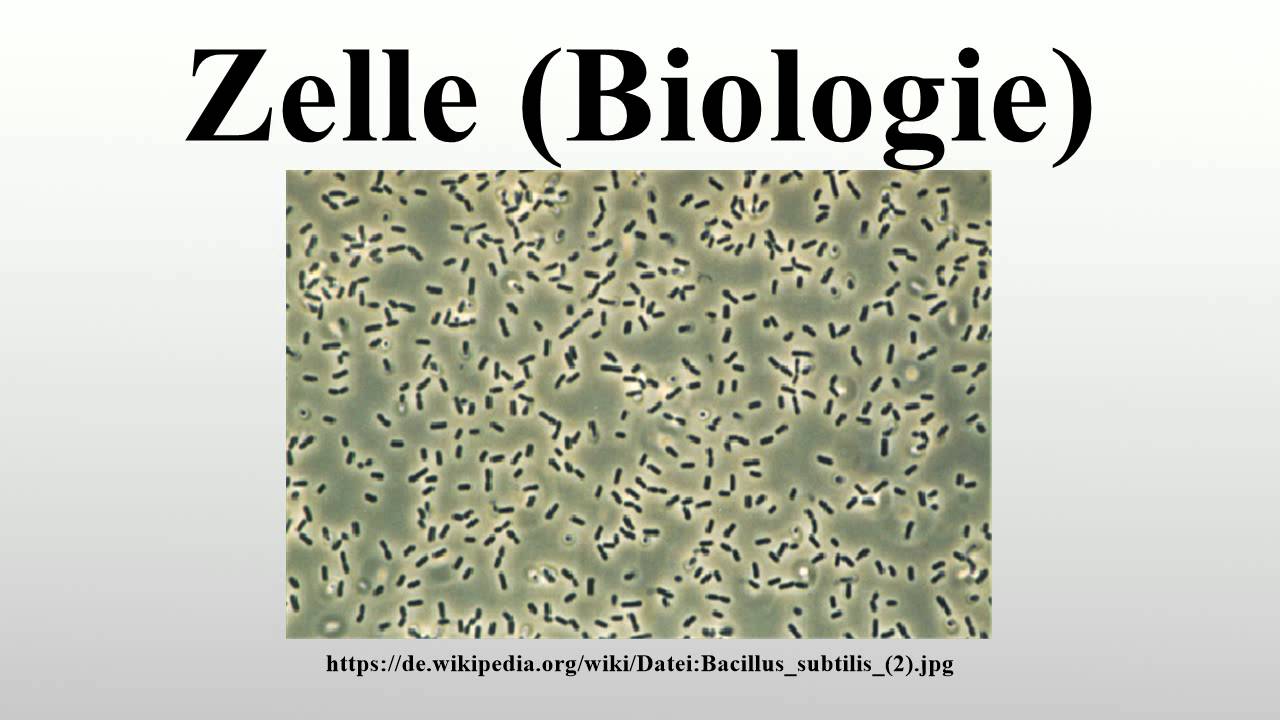 Zelle (Biologie)