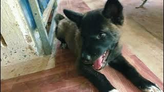 Cute love my puppy @poordog2298