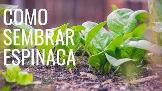 COMO SEMBRAR ESPINACAS 2022/cultivar espinacas/ plantar espinacas