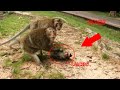 OMG !! Monkey Tara and monkey Balou attack Baby monkey Lucas ! what happened on Poor Lucas ???