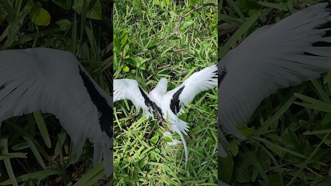 SAVING this Poor Bird that Got stuck 😢 