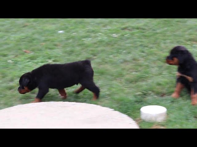 Royal video thumbnail