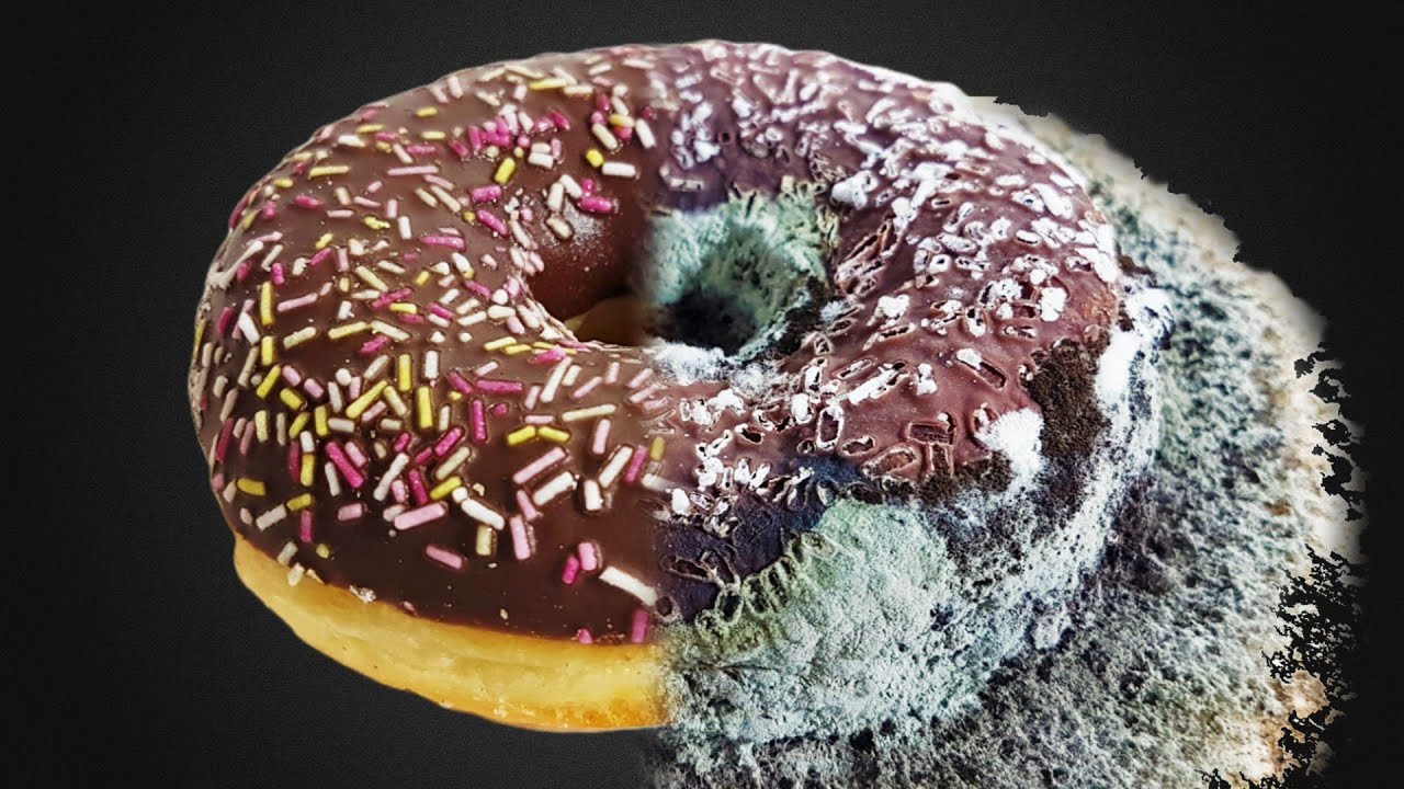 Choco Donut Time Lapse 45 Days【4K】 YouTube