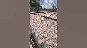 KHÔ CÁ LÓC 1 NẮNG ĐẶC SẢN MIỀN TÂY #cá #khô #fishing #mientay shopee.vn/ellie.nguyennguyen