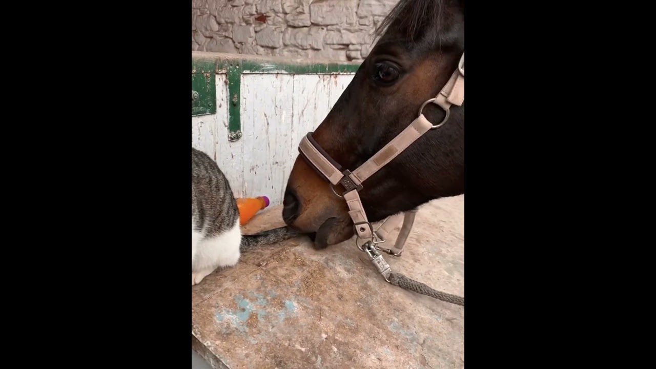 Cat and horse are best friends