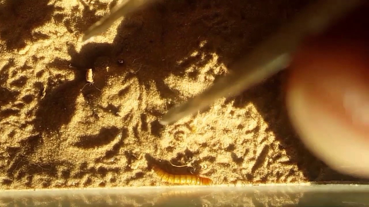Sicarius terrosus  (six eyed sand spider) attack