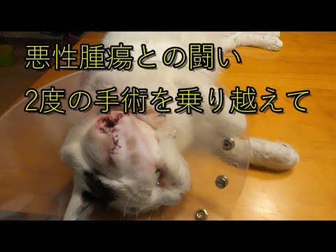 小動物腫瘍診療の実際 2 小動物腫瘍診療の実際2｜書籍・模型・セミナー｜動物医療関係者の通販