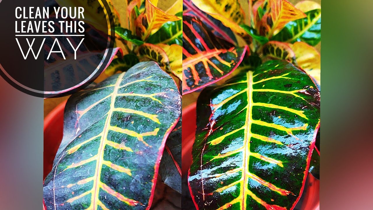 Best way to clean your plant leaves Why you should not clean your