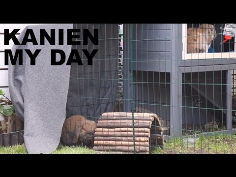 Video: Silmätulehdus Kaneilla