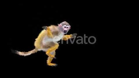 Monkey Dance 4K | Motion Graphics - Envato elements