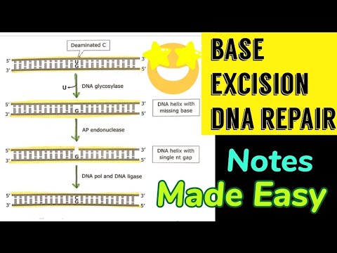 Base Excision Repair || DNA repair mechanism 😎🤩#molecular_biology - YouTube