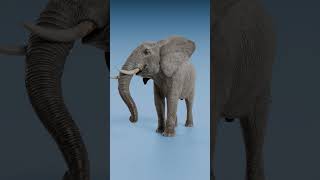 Cat Ashes Weight Vs Elephant Ashes Weight