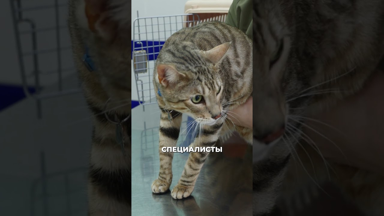 Бешенство — бич современного мира 