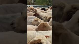 Шерстяное одеяло на дороге Кавказа😍 #travel #traveling #nature #animals