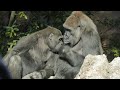 工事のため第二放飼場へ一時避難のハオコ達（Haoko family has temporarily moved to the second enclosure.）　上野動物園　ゴリラ　202111