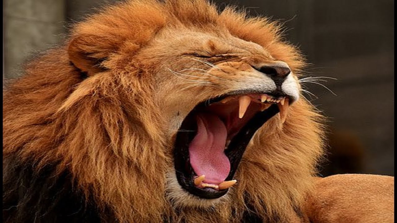 What's the most terrifying sound made by an animal? It's worse than the roar  of a lion