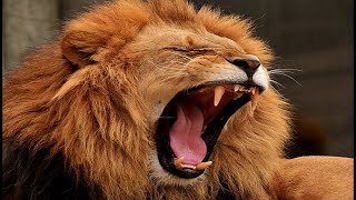 Lion Roar - Lion Sounds