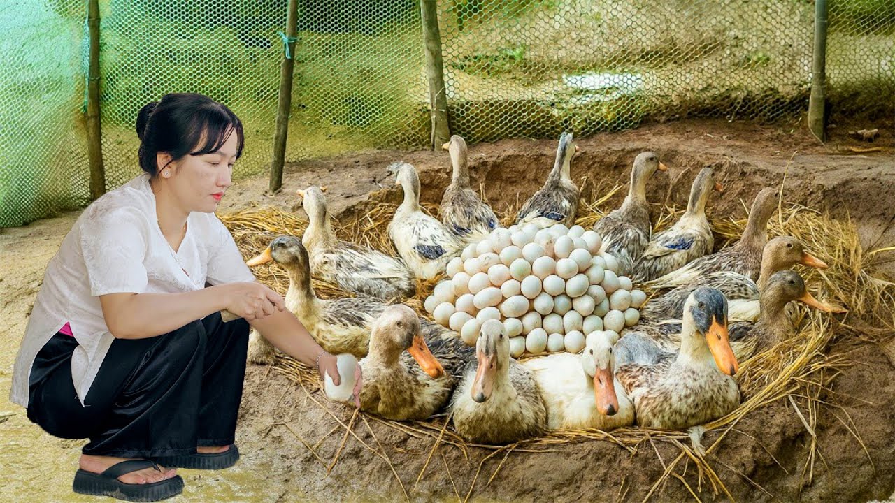 Harvest Lots of Balut Eggs to Cook Many Different Special Dishes | Country Cooking