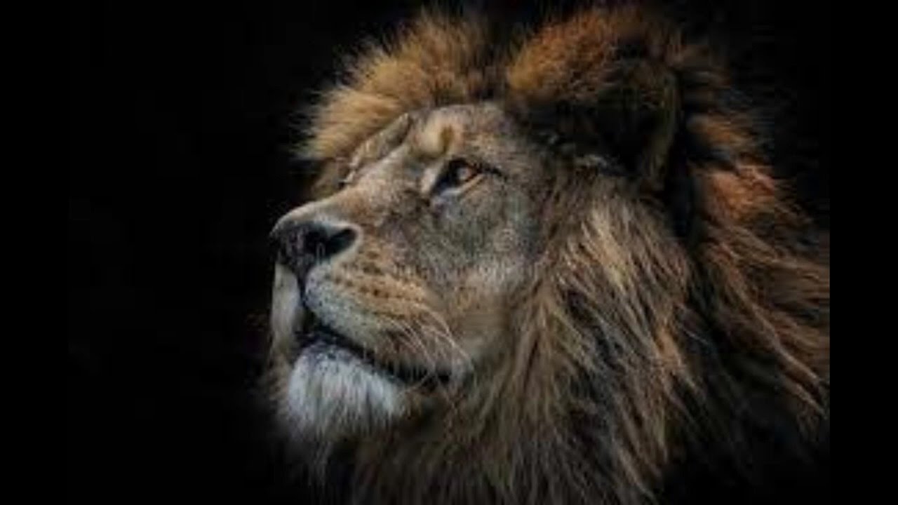 Sound Effect Lion Roar YouTube sound-effect-lion-roar-youtube