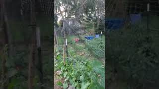 LOOK AT OUR GARDEN CATIO by Maine Coon Adventures 11 views 1 year ago 2 minutes, 56 seconds