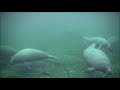 Large group of manatees at blue spring in jnuary