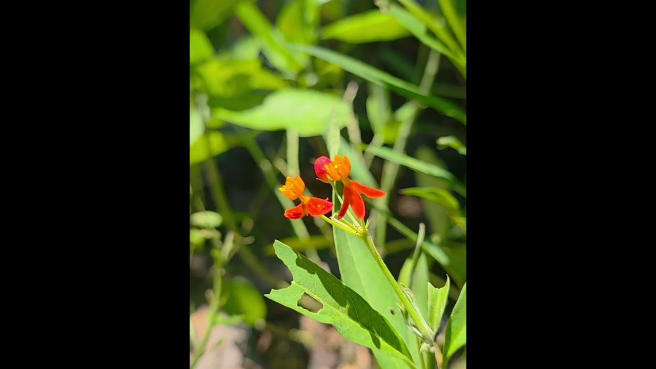 How to Build a Butterfly Buffet!
