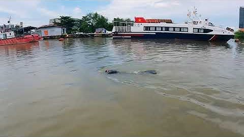 Chàng tiên cá Tiun bơi ngược dòng sông Sài Gòn như cá chép hoá rồng