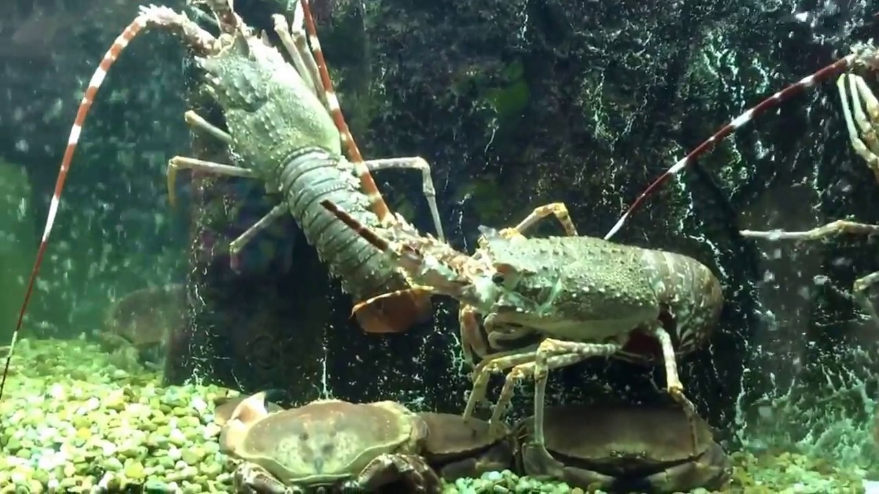 Dance of the crustaceans. YouTube