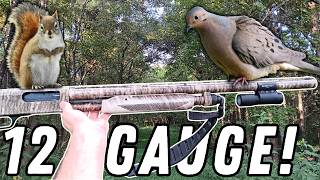 Epic Squirrel & Dove Hunt With Mossberg 12 Gauge Pump Action!