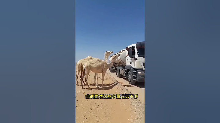 沙漠里的骆驼口渴难耐   陌生司机的举动令人称赞
