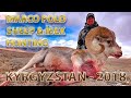 Marco Polo sheep & Ibex hunting  Kyrgyzstan 2018
