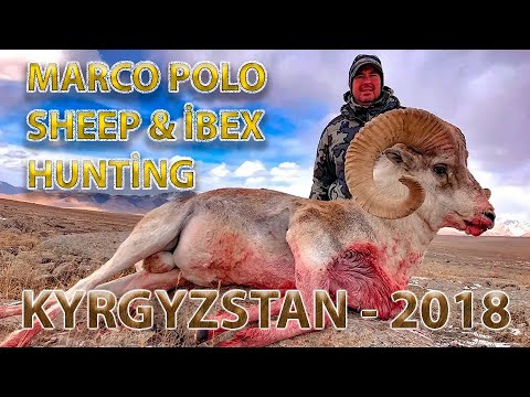 Marco Polo sheep & Ibex hunting  Kyrgyzstan 2018