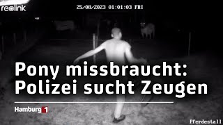 Nach Missbrauch Eines Ponys Polizei Sucht Zeugen