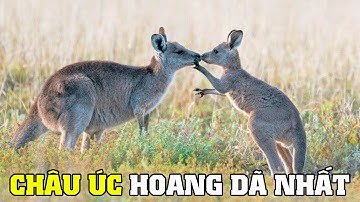 Động Vật Hoang Dã Nước Úc | Khám Phá Thế Giới Động Vật Hoang Dã