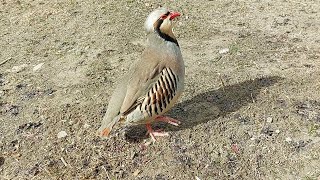 Бойкара бади 3 ҳафта сарш додем  Кабк Keklik که و Partridge Chukar