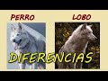 Diferencias entre perros y lobos.