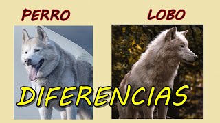 Diferencias entre perros y lobos.