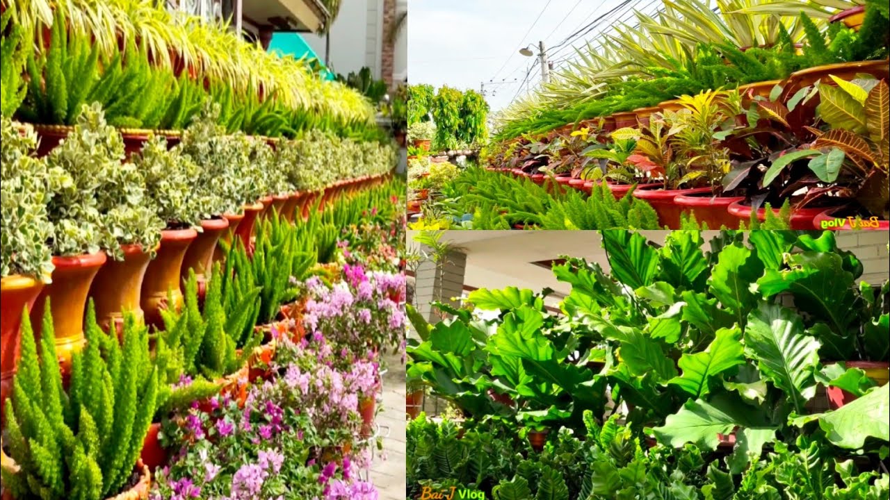 Amazing House Plant Collections ng isang 88 years old na plantita[[ Mapapa WOW ka sa sobrang ganda!