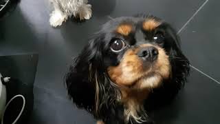 Mila En Enja Snap Het Nu,...Je Moet Gooien. Cavalier King Charles Spaniel