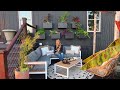 Building a Living Plant Wall | DIY Garden Idea, BEFORE & AFTER | Container Gardening