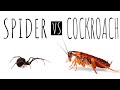 🕷 Tiny SPIDER wanted to a HUGE cockroach !!!