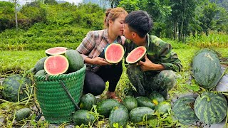 Harvesting super big watermelon  The most delicious traditional grilled fish dish I've ever made