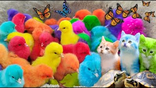 Tangkap Ayam Lucu, Ayam Warna Warni, Ayam Rainbow Gokil, Kelinci, Kucing Lucu, Bebek, Hewan Lucu