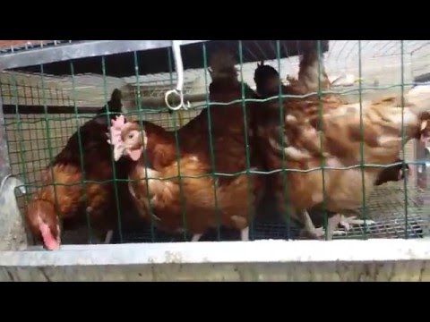 Куры молодки Ломан Браун 4 месяца Куры молодки Ломан Браун 4 месяца