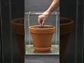 Lotus seed growing underwater time-lapse