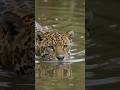 Jaguar vs Caiman | Jungle River Showdown 🐆🐊/wildlife documentary 4k